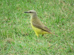 Machetornis rixosa