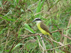 Pitangus sulphuratus