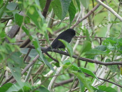 Knipolegus hudsoni
