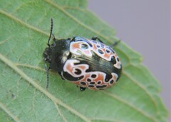 Calligrapha anabelae