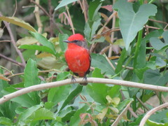 Pyrocephalus rubinus