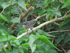 Saltator coerulescens