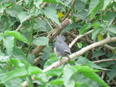 Saltator coerulescens