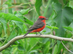 Pyrocephalus rubinus