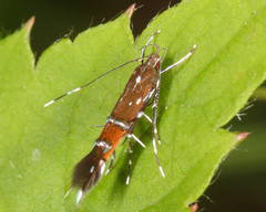 Cosmopterix gemmiferella