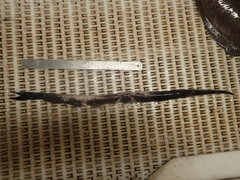 Serrivomer beanii