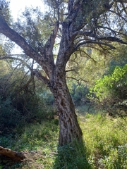 Linociera lebrunii (Linociera lebrunii)