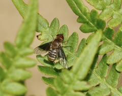 Paravilla separata