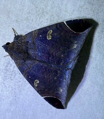 Bastilla serratilinea