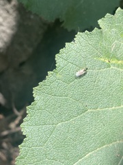 Microchrysa latifrons