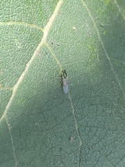 Microchrysa latifrons