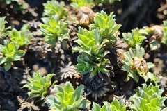 Haplopappus foliosus