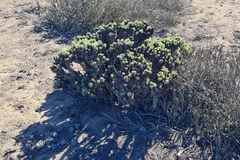 Haplopappus foliosus