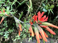 Castilleja integrifolia