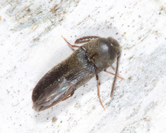 Hylis frontosus