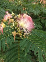 Albizia julibrissin julibrissin