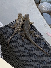 Sceloporus occidentalis