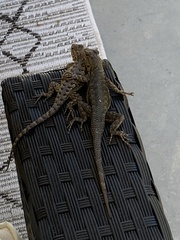 Sceloporus occidentalis