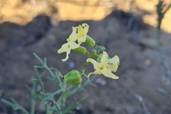 Mathewsia foliosa