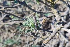 Mathewsia foliosa