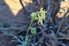 Mathewsia foliosa