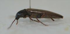Melandryinae