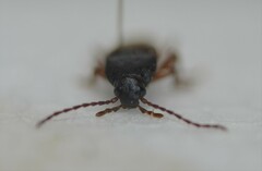 Melandryinae