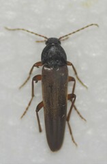 Melandryinae