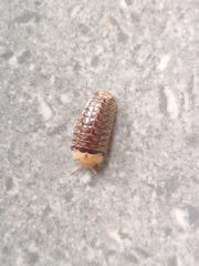 Doderiinae
