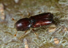 Xylocleptes bispinus