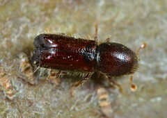 Xylocleptes bispinus