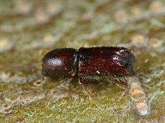Xylocleptes bispinus