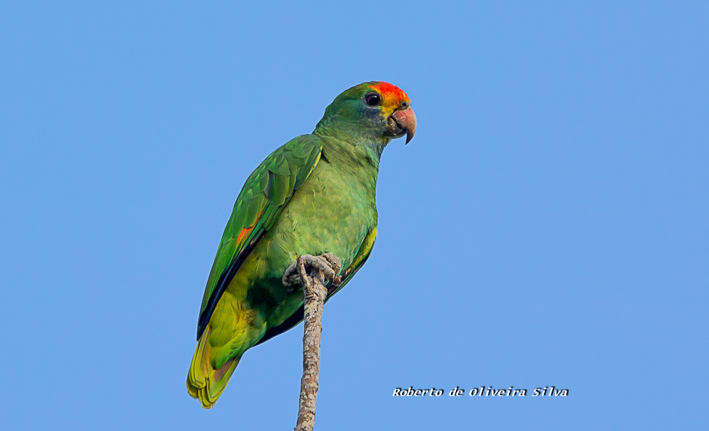 Red-browed Amazon photo
