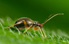 Orthonotus rufifrons