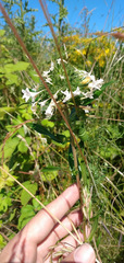 Collomia grandiflora