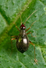 Orthonotus rufifrons