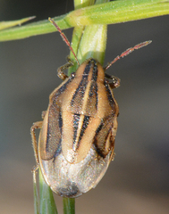 Aelia americana