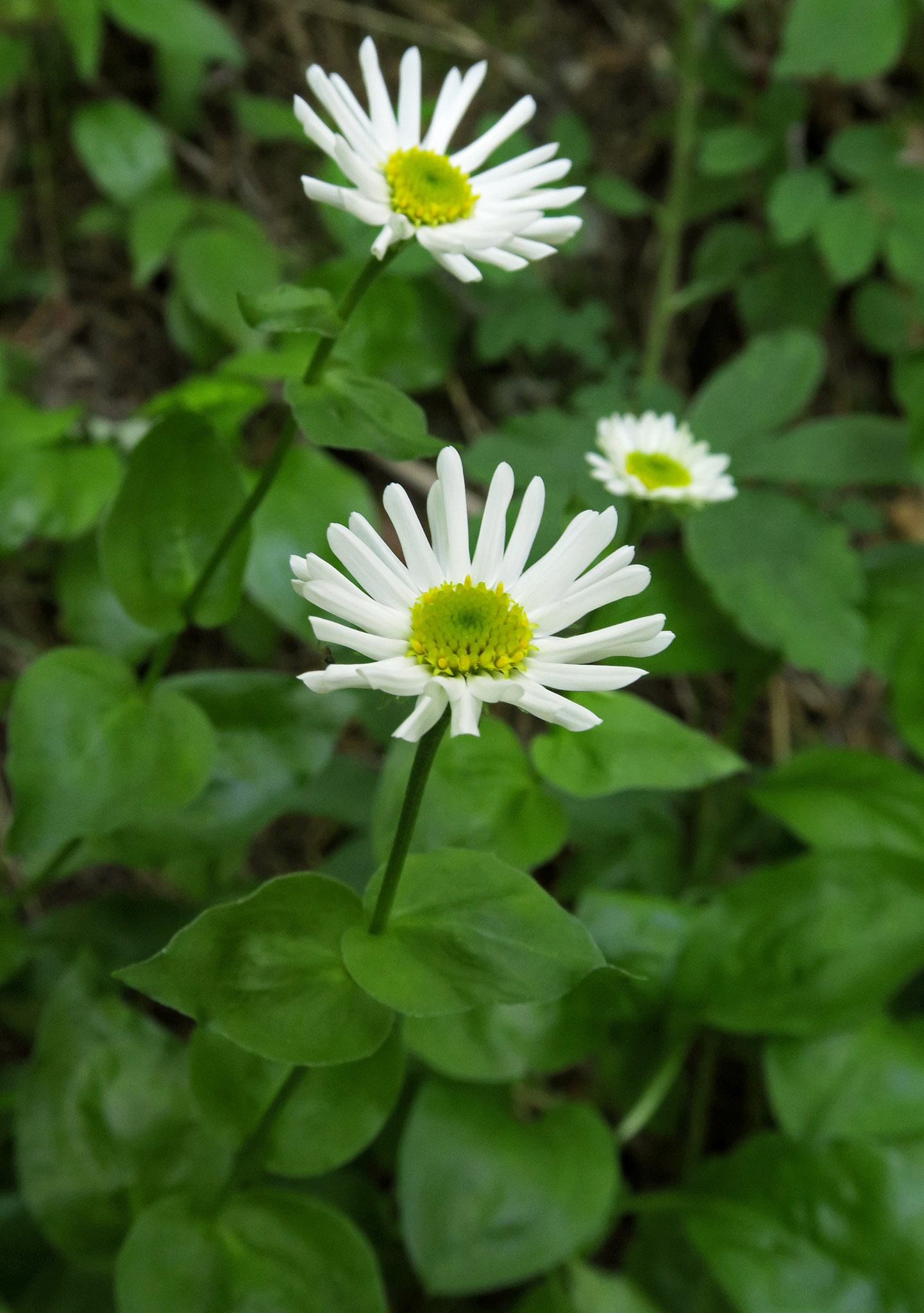 Erigeron howellii