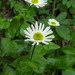 Howell's Daisy - Photo (c) Adam Schneider, some rights reserved (CC BY-NC), uploaded by Adam Schneider