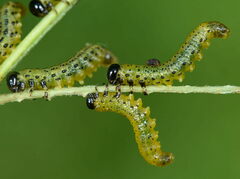 Pristiphora geniculata