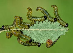 Pristiphora geniculata