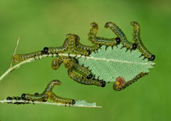 Pristiphora geniculata