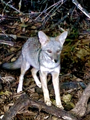 Lycalopex sechurae