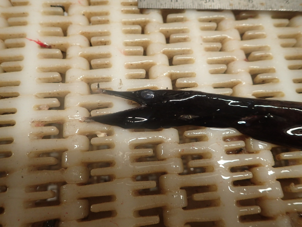 Stout Sawpalate
