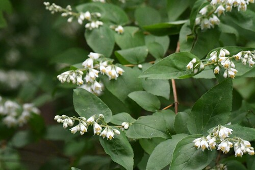 Deutzia crenata