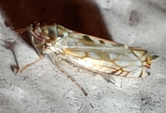 Scaphoideus opalinus