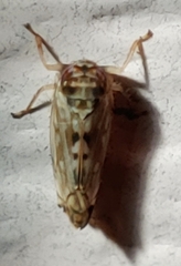 Scaphoideus opalinus