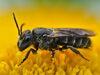 Little Dark Bee - Photo (c) Gilles San Martin, some rights reserved (CC BY-SA), uploaded by Gilles San Martin