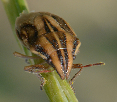 Aelia americana