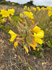 Oenothera elata hookeri